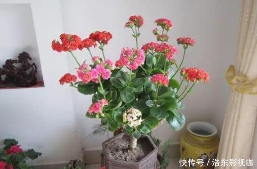 新手养花别再首选绿萝了，它们好看又好养，盆栽生命特坚强