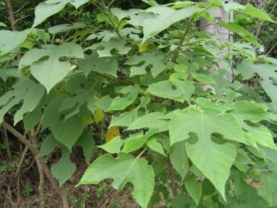 日常生活中|糖尿病的“源头”发现了,或许不是甜食,而是此物,劝你不要吃