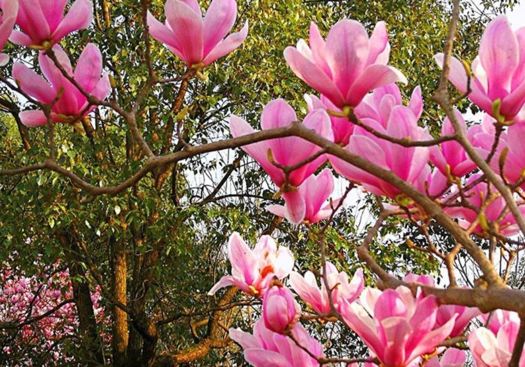 家中有院子，栽上1种观赏树，春天开花硕大又美丽