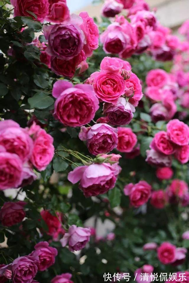 三角梅|家里有小院，种上爬藤花，爬上墙爬上窗，美到极致，天上人间