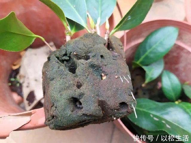 6月,最适合扦插的花,一插就活,大白根冒疯了