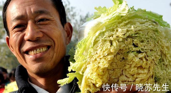 大白菜有青绿叶和黄白叶两种，哪种更好吃？哪种更不容易烂？