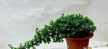 象鼻|大妈养一株“象鼻”盆景,从没人要变“万元级”,才花3个月