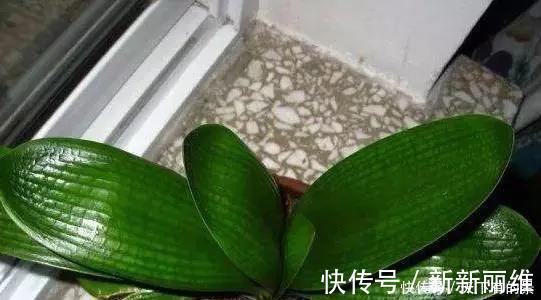 花友们|把它倒在花盆里，君子兰疯长如野草，一次能开30多