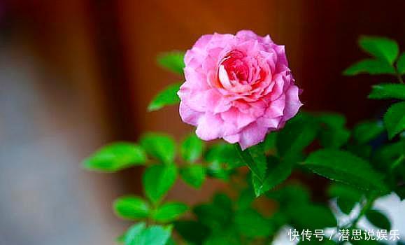 扦插|扦插月季有“学问”,学会这方法,生根长芽快,成活率更高