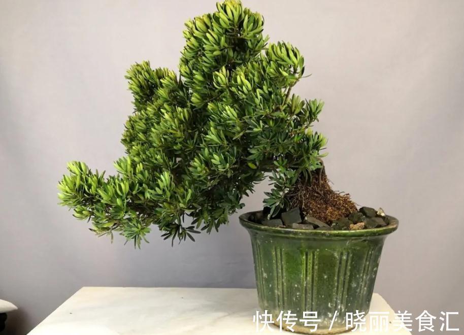 家庭盆景:镇宅又招财的罗汉松,日常打理该多注意这4点