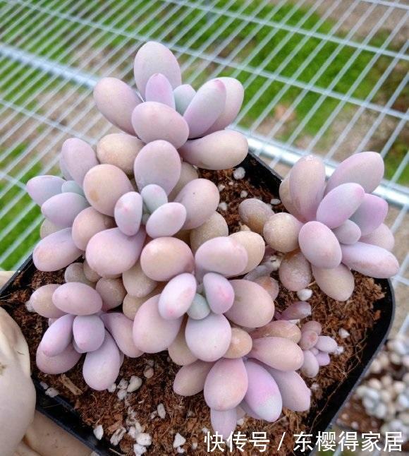 夏天|多肉桃蛋养得好，全在夏天，小盆栽种，全日照，控水养，效果好阿