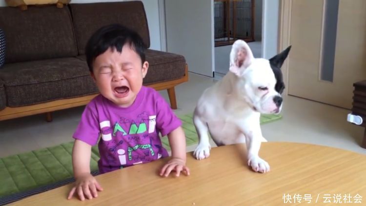 狗狗|狗狗抢走宝宝的饼干,惹得宝宝大哭不止,可它却叫得比宝宝还委屈