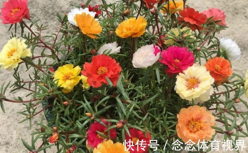 玉树|养这4种花不要太勤快,“懒养”更好活,值得新手尝试