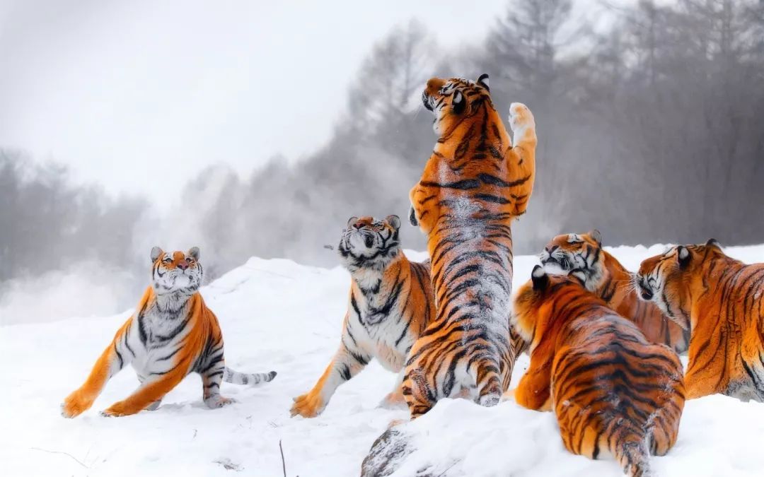  虎始|大雪丨鹖鴠不鸣；虎始交；荔挺出