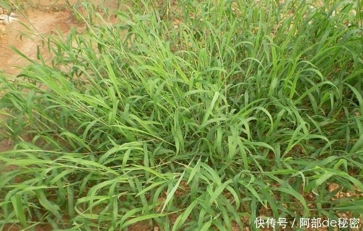 十個(gè)人九個(gè)腰痛，用此野草泡水喝，宣肺止咳，明目，早喝早好