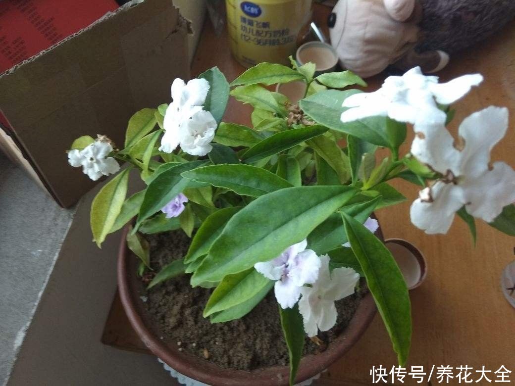煤渣|夏天茉莉不开花?两种土壤要重视,及时处理才能长势旺