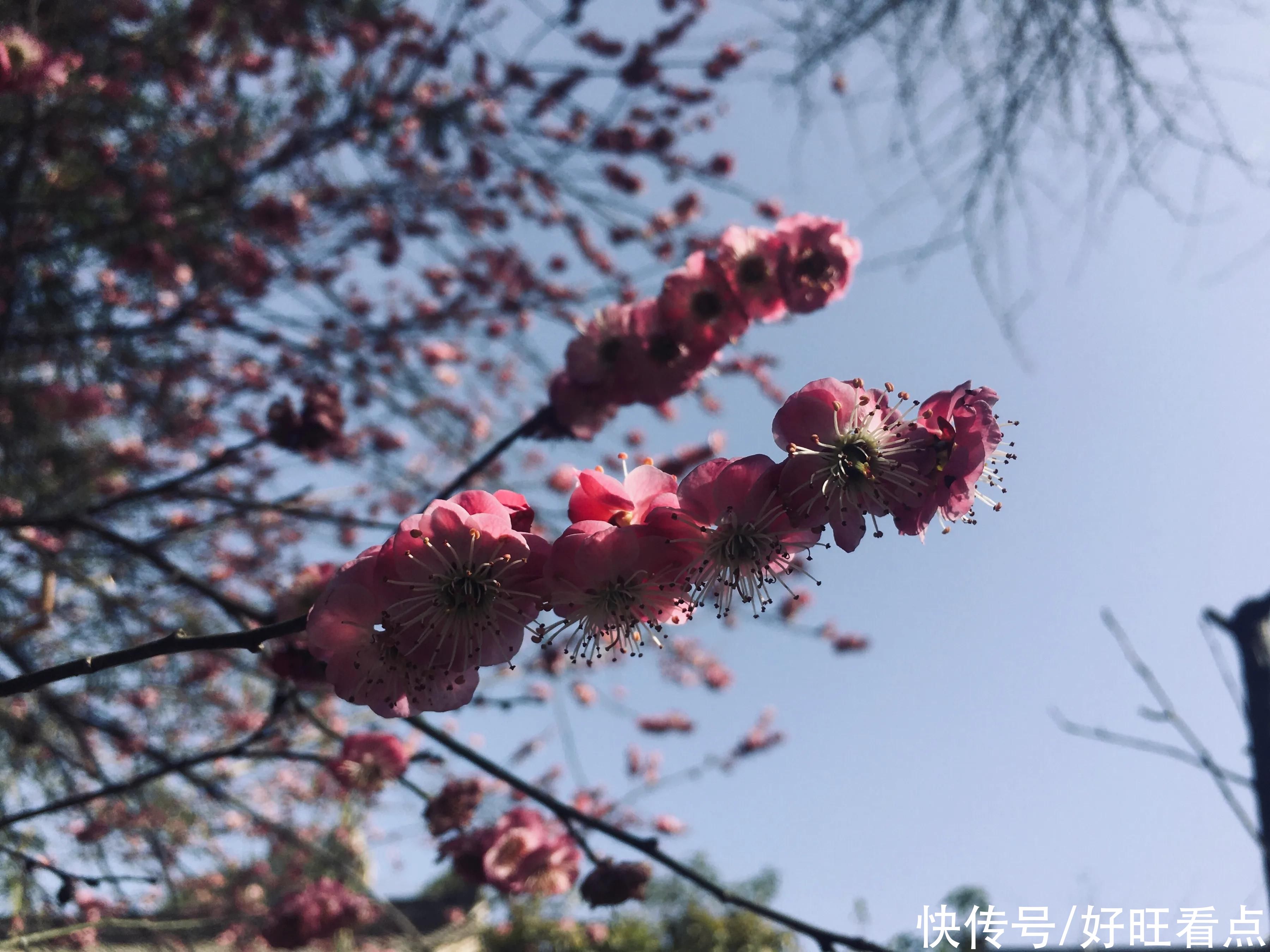 老年|古城西安香积寺：初春美景醉游人