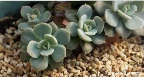半死不活的多肉植物,只需往盆里加点这个东西,多肉蹭蹭长爆盆
