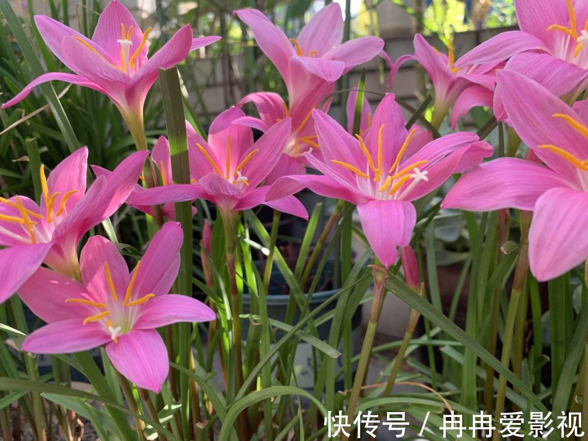 秋季养花大合集，30种花，你想要的我全有！