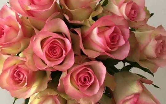 喜欢玫瑰不如选“红袖玫瑰”，花语红颜知己，娇艳动人十分妩媚