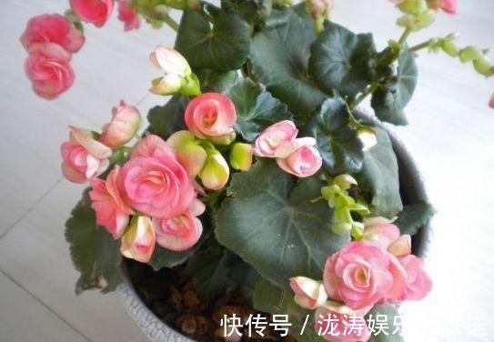 浇花|此种“开花水”,浇花很灵,花苞呼呼冒出来,比激素还管用!