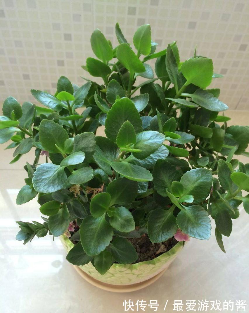 长寿花没长花苞，能不能剪？别剪，放个“大招”就可以了