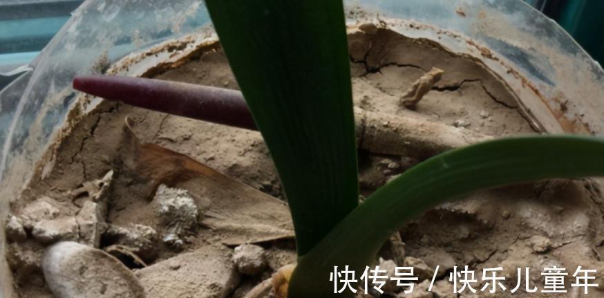 知道什么情况该换土,如何换土,才是养花人该具备的基本素质