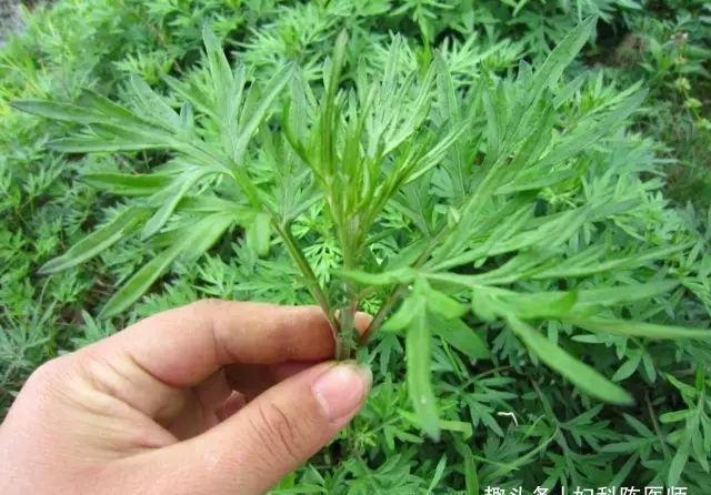 春季养生很关键，几种食物换着吃，排毒清肠，降压减脂，增强体质