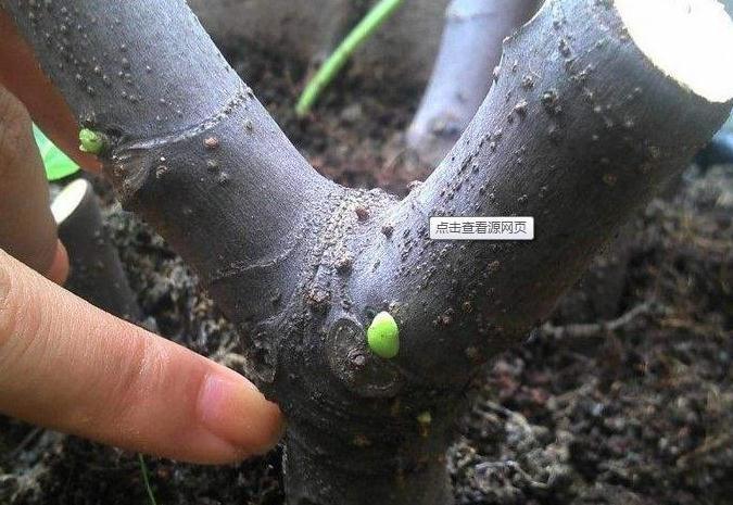 想要扦插无花果，4个细节让成活率翻倍，花友们都了解嘛