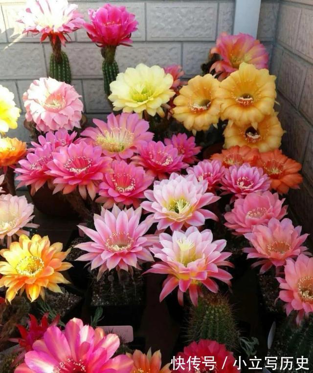 天冷了,15种漂亮花喜欢“大太阳”,多晒长得壮,花更多