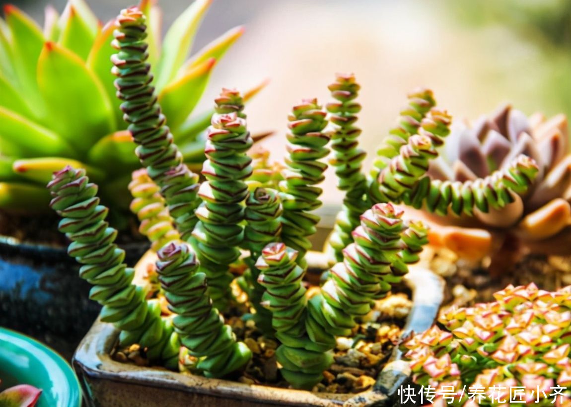 枝条|不会扦插不要急，这6种植物，一根枝条剪成多段，插土里就活