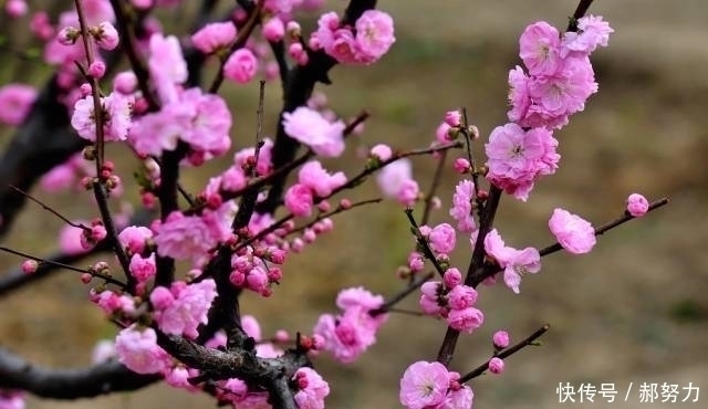 千古名句!杜甫别有风神的一首咏梅诗,誉为古今咏梅第一,末二句成千古名句