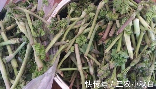 头痛|农村一种野菜,可以治头痛,知道的人不多,却能卖高价