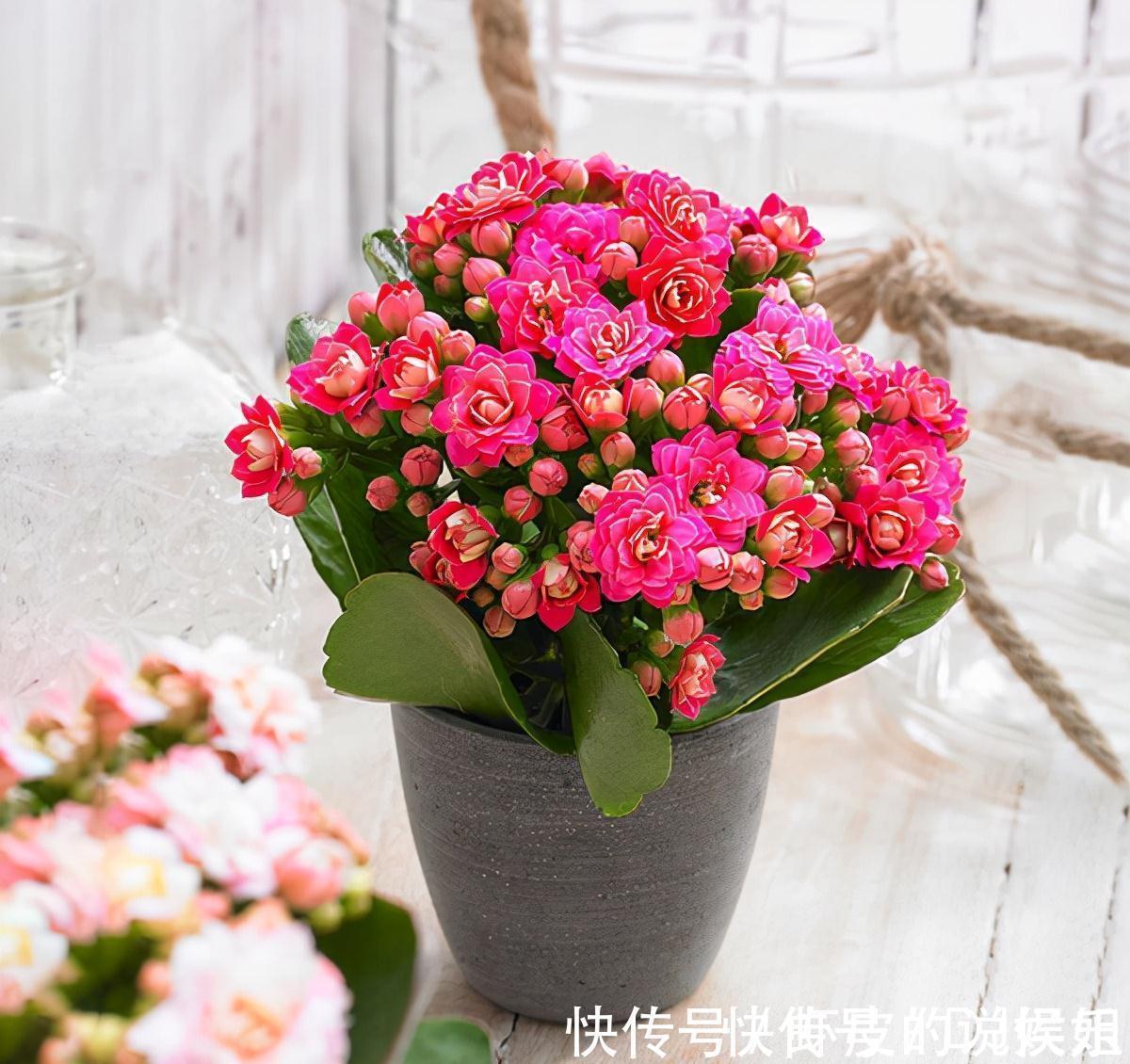 根系|寿命长的“3种花”,最喜欢用小盆栽种,盆越“小”长得越好