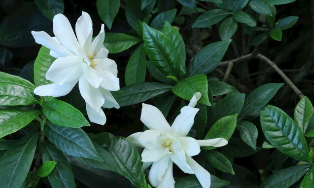 养一棵栀子花芳香满屋，花量大，花期长，叶片四季常绿！