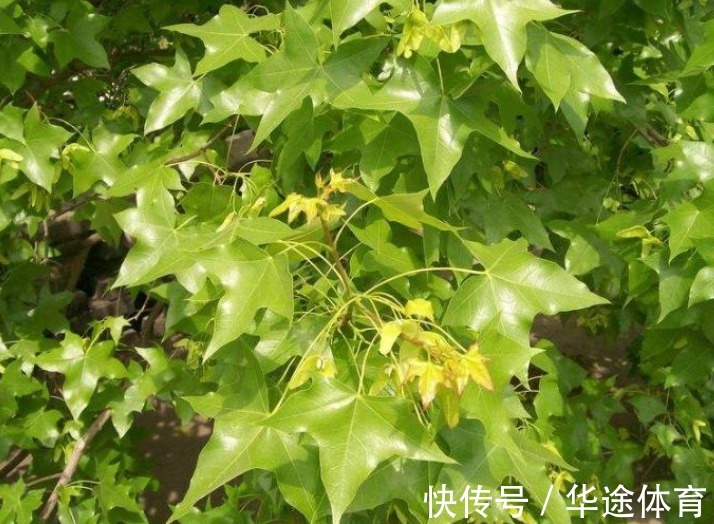 萃枫苷|夏季是失眠高发期，多做4件事，坚持一段时间，或能睡得更踏实