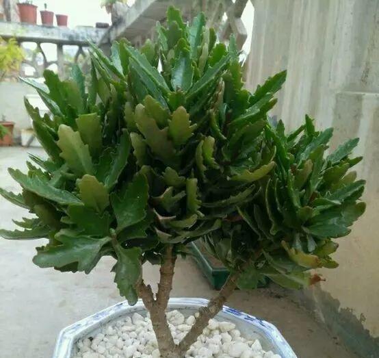 新买的长寿花丑的“不像样，学一招修剪，变成树形“小老桩”！