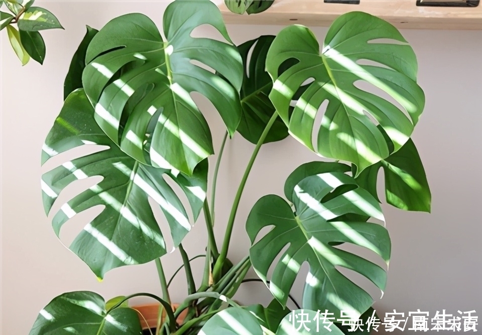 龟背竹，冬天浇水有节奏，叶片又大又绿，个个能“开背”