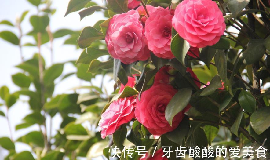 盘点3种适合秋冬养护的花，颜值高长势旺，花开不停美极了