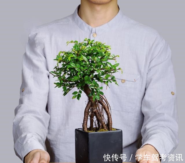 7种花，就得小盆养，盆越小水越少，长得更快！