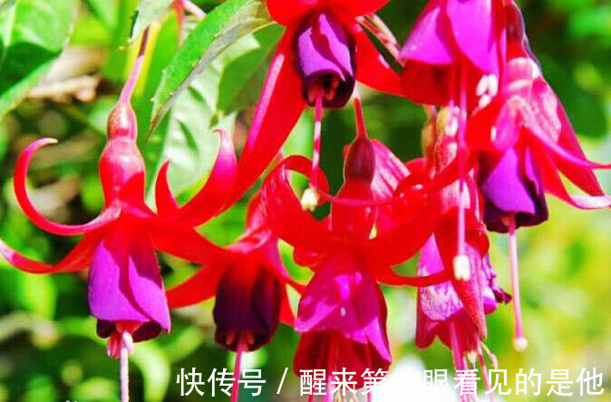 喜欢养护花卉，就在家中养护好养的3种花卉，太美了，很喜欢的花