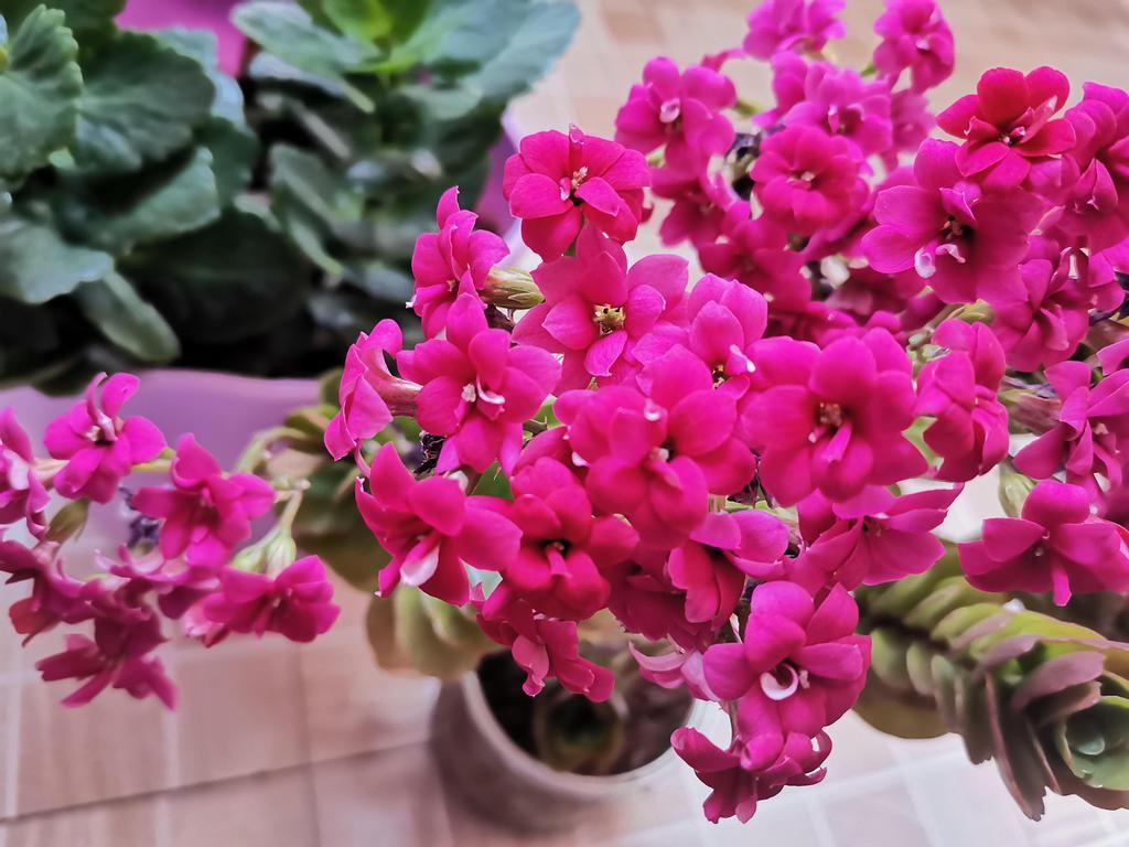  好看|长寿花好看却养不好，对照这“7点”，来看看问题出在哪？