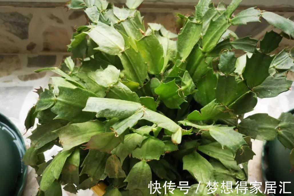 秋季照顾蟹爪兰，做好这些，刚苏醒的株苗才不黄叶烂根