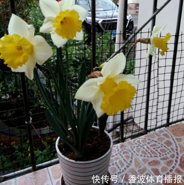 朱顶红|这些“老话”通俗易懂,能叫养花人少走弯路