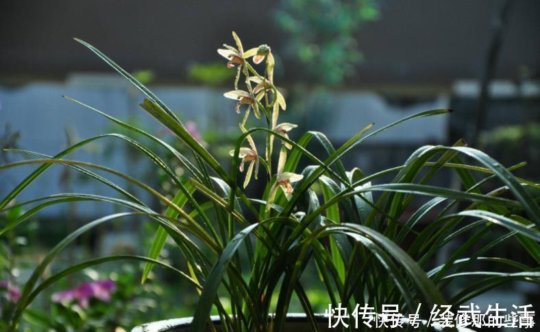 买到兰花难服盆?先学会上盆,再学会缓苗,服盆快发芽多!