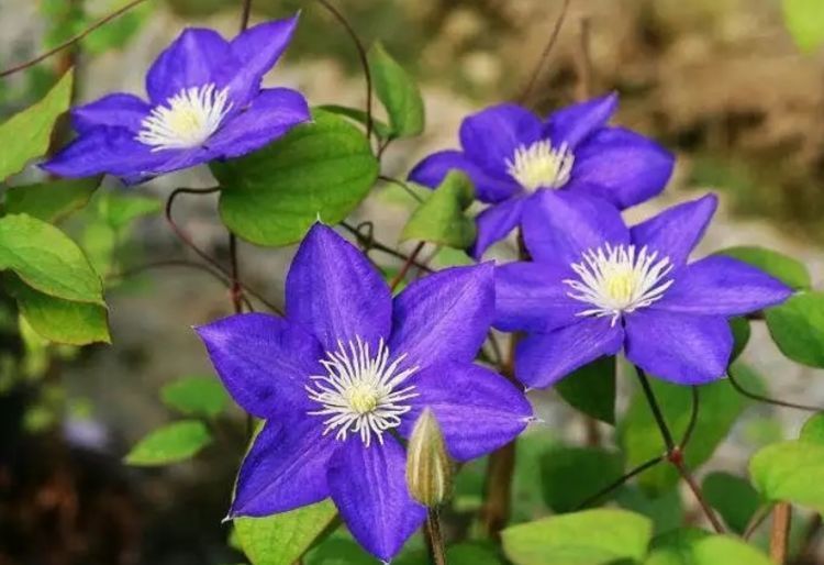 喜欢菊花，不如养盆“花中珍品”石竹，花型奇特，超文艺