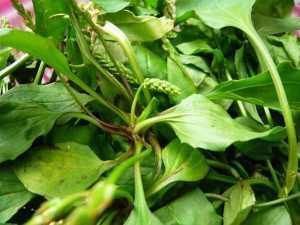 农村随处可见的野草,不但能清热祛湿,还能做成美食,你吃过吗