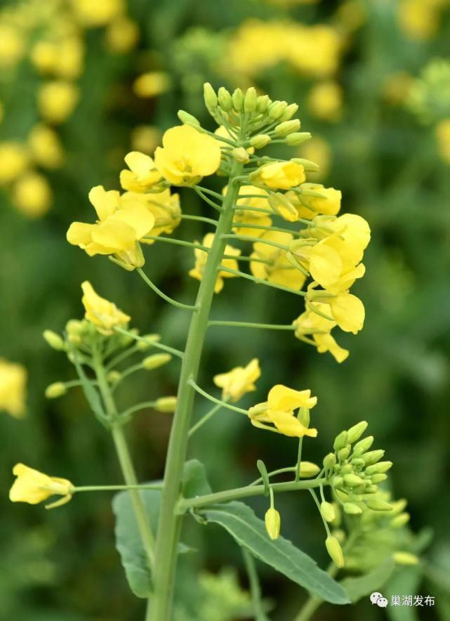 《行遍合肥》巢湖油菜花海已上线！遍地金黄！