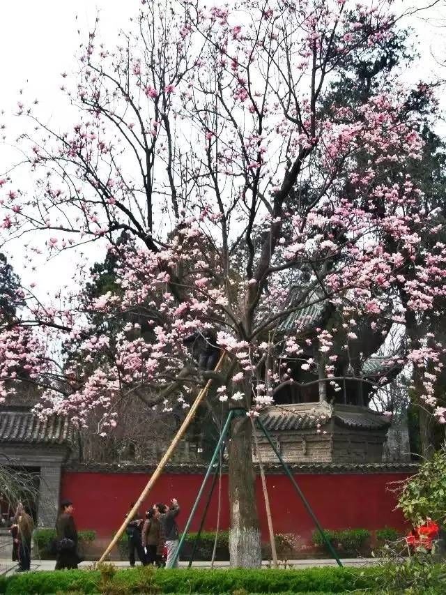 陕西汉中有种珍稀植物，全球仅有一株，开一次花需要“怀胎十月”