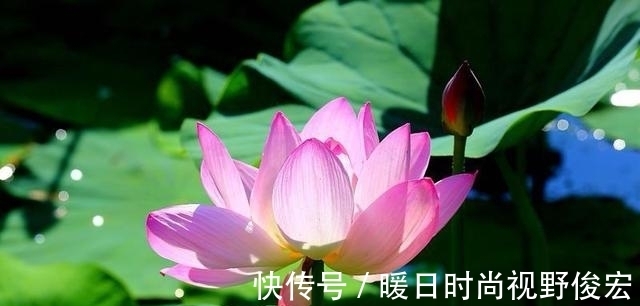 又闻荷香|蝶恋花《又闻荷香》