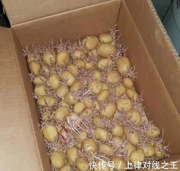 土豆|土豆发芽有多恐怖!26张照片告诉你,它才是这个星球最神奇生物