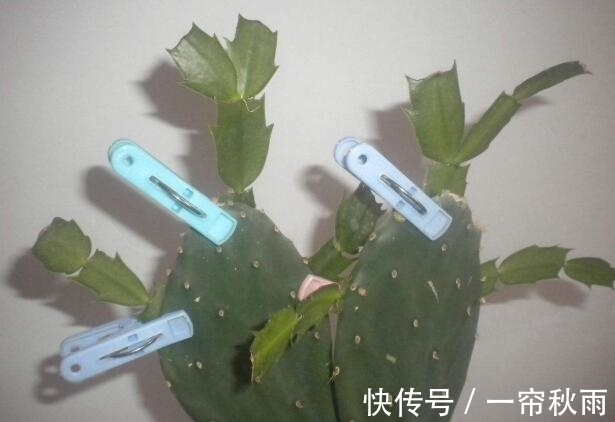 砧木|蟹爪兰嫁接,谨记“6字箴言”,嫁接失败,掌握“2法”,成功率高