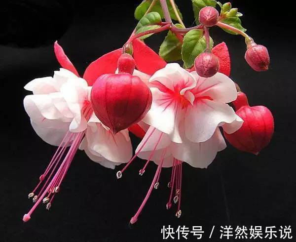 3种“垂吊”植物，美到“爆炸”，家里养一盆，看一眼都“心醉”