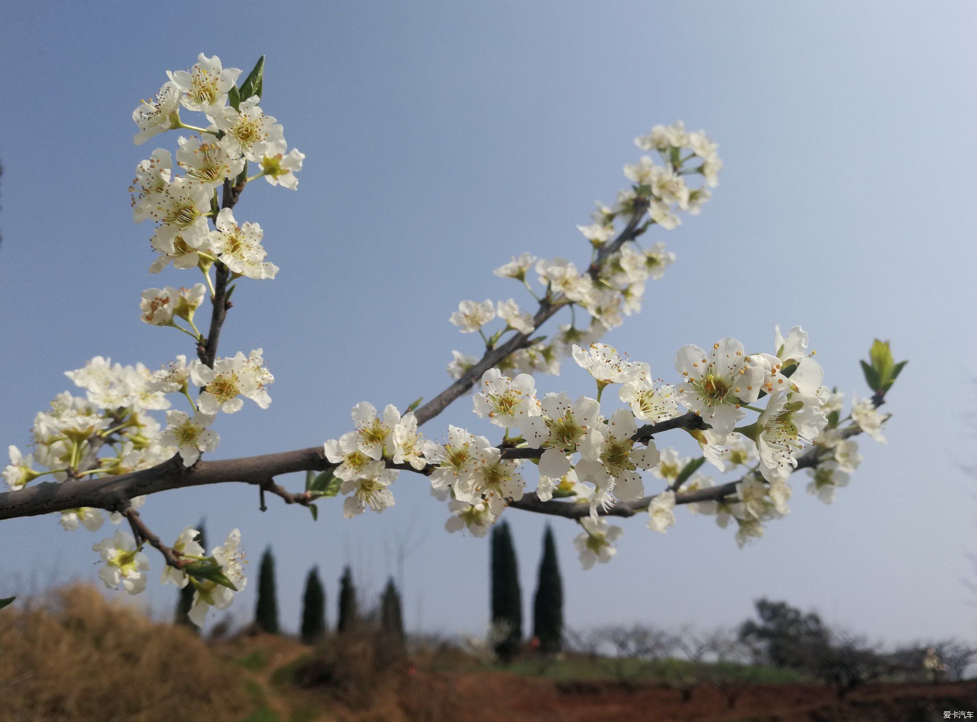 不负春光，乡村赏花